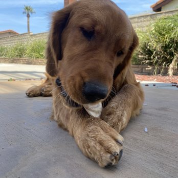 Pet Empire & Supplies - pig ear and duck heads are duke's fav - Pet Stores Near Me - Highland, California