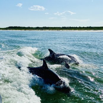 Island Ferry St Pete Beach - Dolphins! - Rafting/Kayaking Near Me - Tierra Verde, Florida