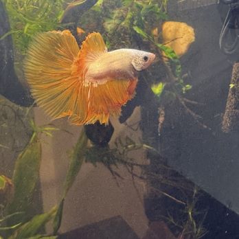 The Waterfront - My betta from the Waterfront - Local Fish Stores Near Me - Murray, Utah The Waterfront - My betta from the Waterfront - Local Fish Stores Near Me - Murray, Utah