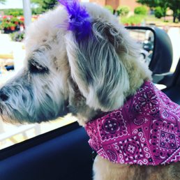 Wookie after her grooming Wookie after her grooming