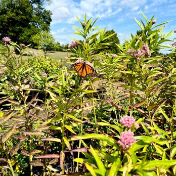 The Mustard Seed Landscaping & Garden Center - butterfly on native milkweed - Nurseries & Gardening Near Me - Chaska, Minnesota The Mustard Seed Landscaping & Garden Center - butterfly on native milkweed - Nurseries & Gardening Near Me - Chaska, Minnesota