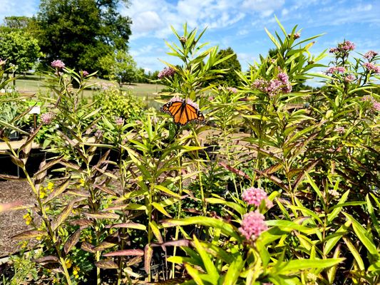 The Mustard Seed Landscaping & Garden Center, 10000 Great Plains Blvd,  Chaska, MN 55318, US - MapQuest