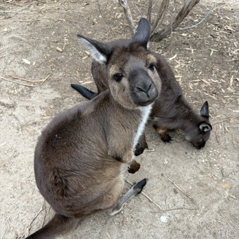 Kangaroo Island Wildlife Park - Seddon, SA