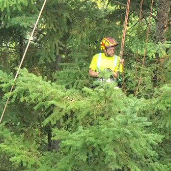 Peter's Tree Service - Royal, the fearless tree climber. I hope he's paid well! - Tree Services Near Me - Beaverton, Oregon