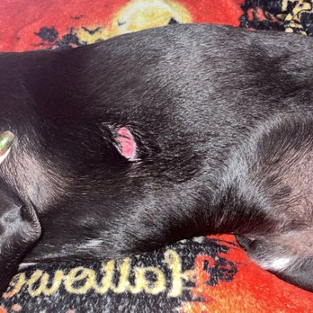 VEG ER for Pets - This is his wound a little bit after their fight, there was almost no bleeding thankfully - Emergency Pet Hospital Near Me - Tampa, Florida VEG ER for Pets - This is his wound a little bit after their fight, there was almost no bleeding thankfully - Emergency Pet Hospital Near Me - Tampa, Florida