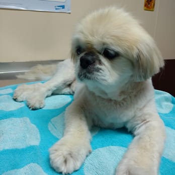 Bow Wow Wow - Pet Groomers Near Me - Staten Island, New York Bow Wow Wow - Pet Groomers Near Me - Staten Island, New York