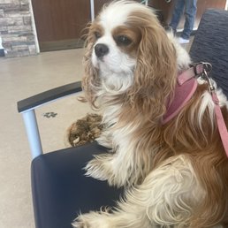 Maddie waiting for her appt. Maddie waiting for her appt.
