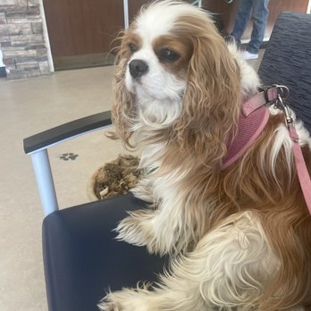 Upstate Veterinary Specialties - Maddie waiting for her appt. - Veterinarians Near Me - Latham, New York Upstate Veterinary Specialties - Maddie waiting for her appt. - Veterinarians Near Me - Latham, New York