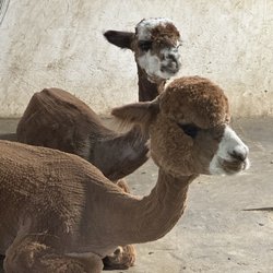 Harvard Alpaca Ranch