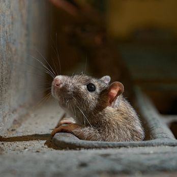 Daniel’s Extermination - Rodents only need a quarter sized hole to get into your homes. - Pest Control Near Me Daniel’s Extermination - Rodents only need a quarter sized hole to get into your homes. - Pest Control Near Me