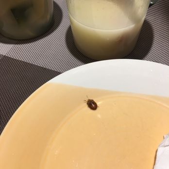 Petite Soo Chow - I ordered  Fresh Fish Fillet w. Chili Sauce and guess what I found. This is not a small bug n is this a crock roach? - Chinese Near Me - Cliffside Park, New Jersey