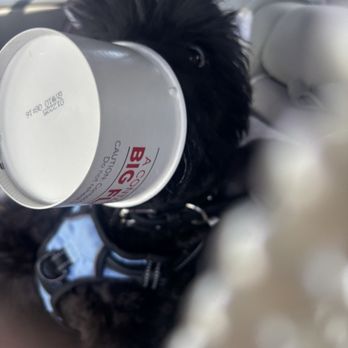 Arby's - My pup enjoying her pup cup. - Fast Food Near Me - North Las Vegas, Nevada Arby's - My pup enjoying her pup cup. - Fast Food Near Me - North Las Vegas, Nevada