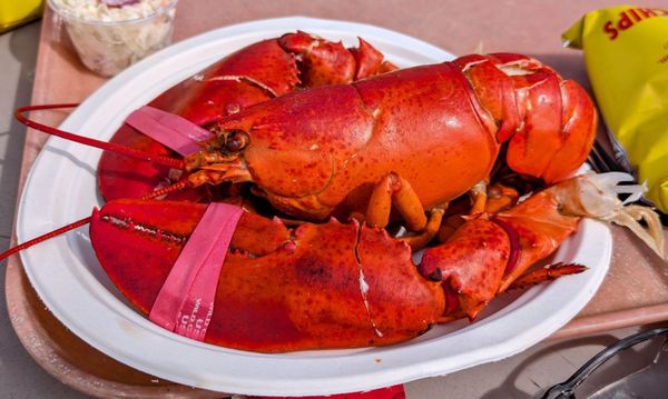 Abbott's Lobster In the Rough (Noank) by null