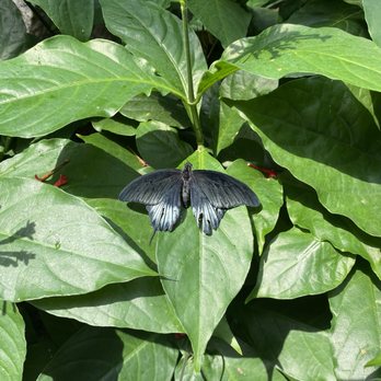 Niagara Parks Butterfly Conservatory - Zoos Near Me - Niagara Falls, Ontario