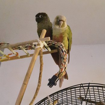 Aloha Hawaiian Parrot Association - Pet Services Near Me - Honolulu, Hawaii Aloha Hawaiian Parrot Association - Pet Services Near Me - Honolulu, Hawaii
