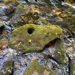 Charlie Falls - Chinquapin - Near Charlie Falls