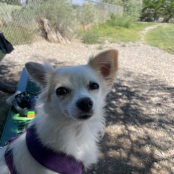 Link Piazzo Dog Park - Professional dog park reviewer - Dog Parks Near Me - Reno, Nevada Link Piazzo Dog Park - Professional dog park reviewer - Dog Parks Near Me - Reno, Nevada