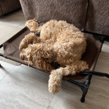 Hele Mai K9 - Sleeping well - Pet Boarding Near Me