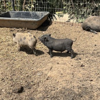 SoCalMiniPigs - Pet Breeders Near Me - Valley Center, California SoCalMiniPigs - Pet Breeders Near Me - Valley Center, California