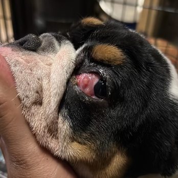 Pet's Paw Animal Hospital - Cherry eye is back not even 30 days after 2 surgeries. - Veterinarians Near Me - Conroe, Texas Pet's Paw Animal Hospital - Cherry eye is back not even 30 days after 2 surgeries. - Veterinarians Near Me - Conroe, Texas