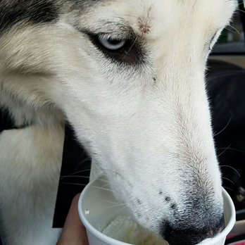 Bliss Frozen Yogurt - Whenever I come here I usually get whipped cream for my dog - Ice Cream & Frozen Yogurt Near Me - Arvada, Colorado Bliss Frozen Yogurt - Whenever I come here I usually get whipped cream for my dog - Ice Cream & Frozen Yogurt Near Me - Arvada, Colorado