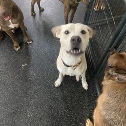 Happy dog Happy dog