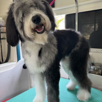 Rainbow Pawz - Pet Groomers Near Me Rainbow Pawz - Pet Groomers Near Me