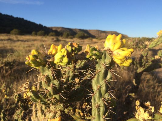Black Mesa State Park & Nature Preserve by null
