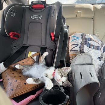 Noah's Ark - Bubbles would recommend anyone to Vickie for care - Pet Sitting Near Me - New Braunfels, Texas Noah's Ark - Bubbles would recommend anyone to Vickie for care - Pet Sitting Near Me - New Braunfels, Texas