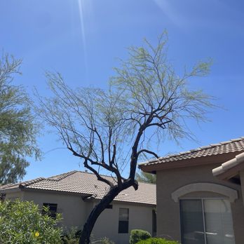 Three Trees Service - After - Tree Services Near Me