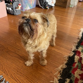 Grooming And More - Shaggy boi before - Pet Stores Near Me - San Francisco, California