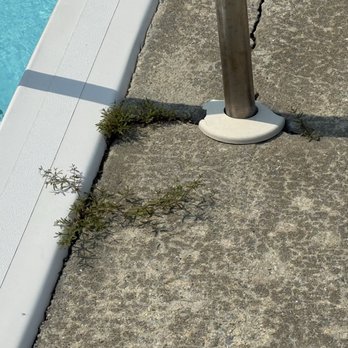 Village Realty - Weeds around pool - Real Estate Services Near Me - Nags Head, North Carolina