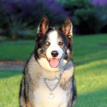 Hikes 4 Hounds - Mattie - Dog Walkers Near Me Hikes 4 Hounds - Mattie - Dog Walkers Near Me