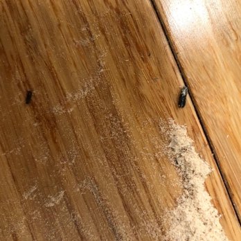 Frazier Pest Control - True powder post beetle. - Pest Control Near Me - Cathedral City, California Frazier Pest Control - True powder post beetle. - Pest Control Near Me - Cathedral City, California