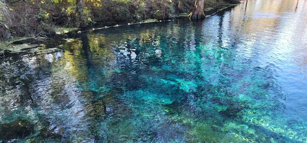 Fanning Springs State Park by null
