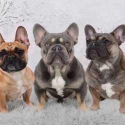 best french bulldog breeders