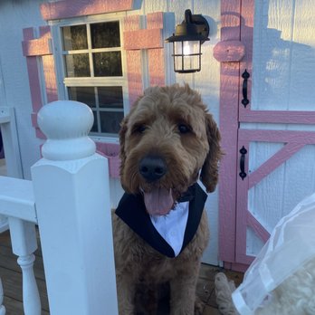 Damarys Mobile Pet Grooming - Pet Groomers Near Me Damarys Mobile Pet Grooming - Pet Groomers Near Me