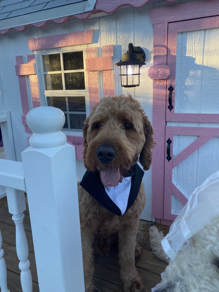 DAMARYS MOBILE PET GROOMING 23 Photos Hialeah, FL Yelp