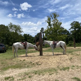 Cypress Trails Ranch - Horses eating some hay! - Horseback Riding Near Me - Humble, Texas Cypress Trails Ranch - Horses eating some hay! - Horseback Riding Near Me - Humble, Texas