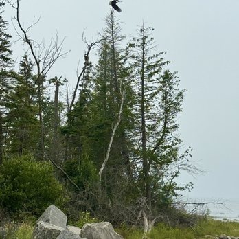 Fisherman's Island State Park - Spotted an eagle on our road to the southern loop campsite - Parks Near Me - Charlevoix, Michigan Fisherman's Island State Park - Spotted an eagle on our road to the southern loop campsite - Parks Near Me - Charlevoix, Michigan