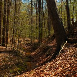 General's Highway Corridor Park - A trail running alongside a stream.