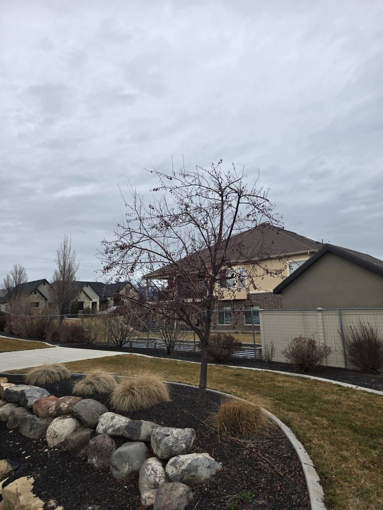 Bogaardts Trees and Shrubs - tree service in Orem, UT