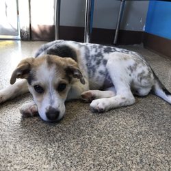 Humane Society of the Tennessee Valley