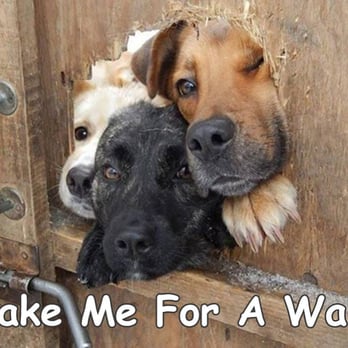 Dawn's Dog Walking & Pet Sitting - Take Me For A Walk Please! - Dog Walkers Near Me - Costa Mesa, California Dawn's Dog Walking & Pet Sitting - Take Me For A Walk Please! - Dog Walkers Near Me - Costa Mesa, California