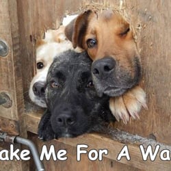Dawn's Dog Walking & Pet Sitting - Take Me For A Walk Please!