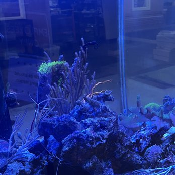That Fish Place - That Pet Place - Local Fish Stores Near Me - Lancaster, Pennsylvania That Fish Place - That Pet Place - Local Fish Stores Near Me - Lancaster, Pennsylvania