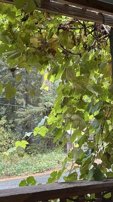 Beauregard Vineyards by null