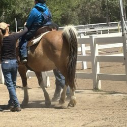 REINS Therapeutic Horsemanship Program - Horse