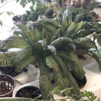 B-Town Botanicals - Hydroponics Near Me - Bloomington, Indiana
