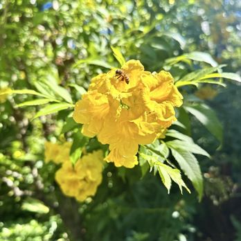 Sunken Gardens - Beautiful flowers with amazing pollinators - Nurseries & Gardening Near Me - Saint Petersburg, Florida Sunken Gardens - Beautiful flowers with amazing pollinators - Nurseries & Gardening Near Me - Saint Petersburg, Florida